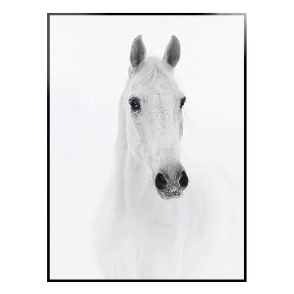 Картина ArtWork Animal Planet Arabian, 56х76 см