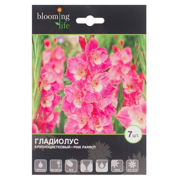 Гладиолус Крупноцветковый Пинк Пэррот (12/14)