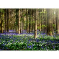 Фотообои бумажные «Вечный лес» 368x254 см