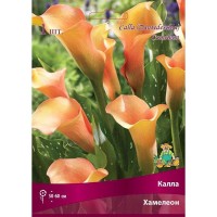 Калла «Хамелеон»