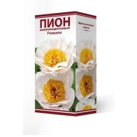 Пион травянистый Реквием луковица 2-3