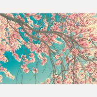 Фотообои флизелиновые «Ханами» 270х370 cм