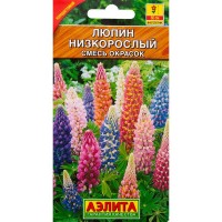 Люпин низкорослый смесь окрасок