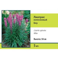 Лиатрис колосковый Блу луковица 8/10