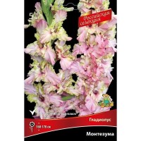 Гладиолус Монтезума луковица 12