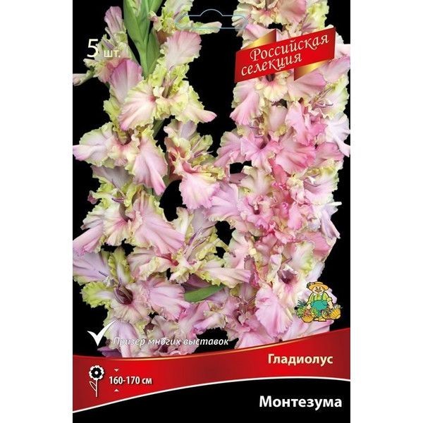 Гладиолус Монтезума луковица 12