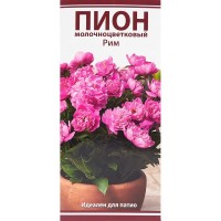 Пион молочноцветковый «Рим», размер луковицы I