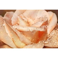 Фотообои DeliceDecor Чайная роза Ф 027 300х200 см