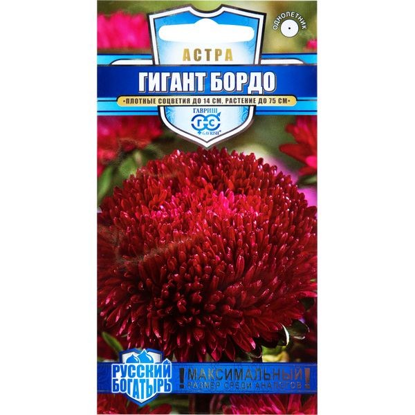 Астра гигантская «Бордо» игольчато-коготковая, 0.1 г