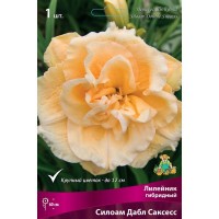 Лилейник гибридный Силоам Дабл Саксесс луковица I