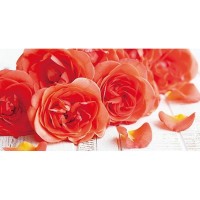 Фотообои Wallberry Decocode 13-0519-FY 250х130 см
