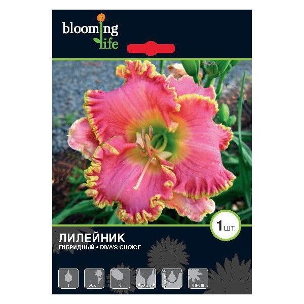 Лилейник Дивас Чойс луковица I