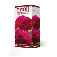 Пион травянистый Луи Ван Хаутте луковица 2-3