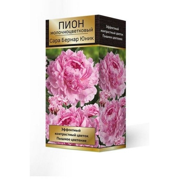 Пион травянистый Сара Бернар Юник луковица 2-3