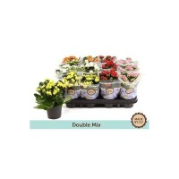Каланхое махровый микс o9 h17 см