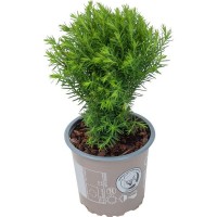 Хвойные микс Промо 9x20 см