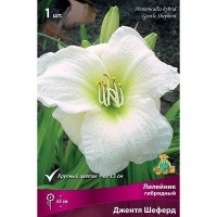 Лилейник гибридный Джентл Шеферд луковица I