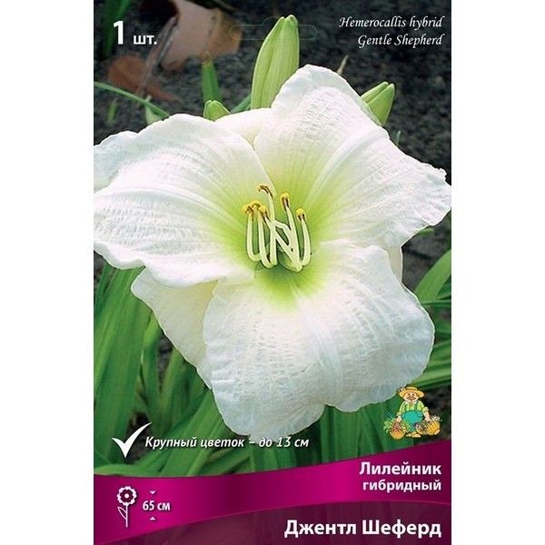 Лилейник гибридный Джентл Шеферд луковица I