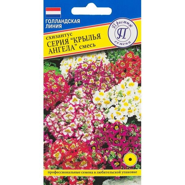 Схизантус «Крылья ангела»