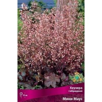 Гейхера гибридная Мини Маус луковица I