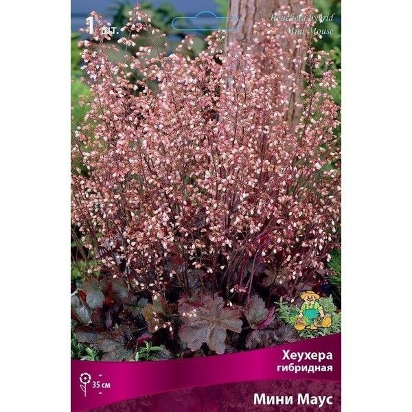 Гейхера гибридная Мини Маус луковица I
