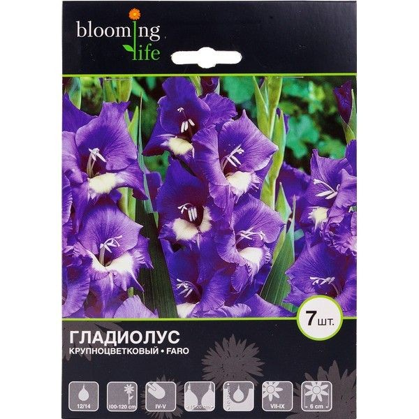 Гладиолус крупноцветковый Фаро 12/14