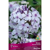 Флокс метельчатый Блу Айс луковица I