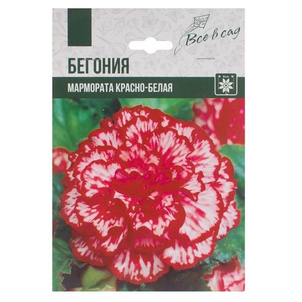 Бегония «Мармората», цвет красно-белый