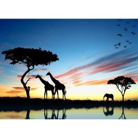 Фотообои флизелиновые «Жирафы» 370х270 см
