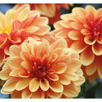 Фотообои 3D Flizart «Оранжевые георгины», флизелиновые, 300x280 см