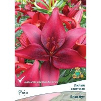 Лилия азиатская Блэк Аут луковица 12/14