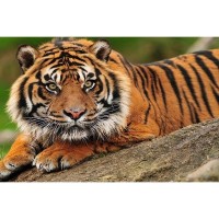Фотообои Wallberry Decocode 13-0310-NG 250х130 см