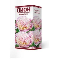 Пион травянистый Мадам Кало луковица 2-3