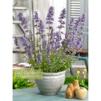 Котовник Блю Увондер луковица I