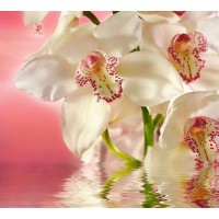Фотообои DeliceDecor Розовая орхидея Ф 004 300х270 см