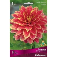 Георгина декоративная Кабальеро луковица I