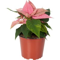 Пуансеттия Christmas Glory Pink 12x35 см