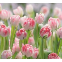 Фотообои DeliceDecor Тюльпаны Ф 053 300х270 см