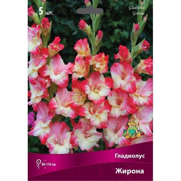 Гладиолус крупноцветковый Жирона луковица 12/14