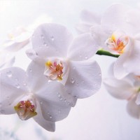 Фотообои флизелиновые «Луиза» 200х200 cм