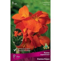 Калла Хэппи Клео луковица I