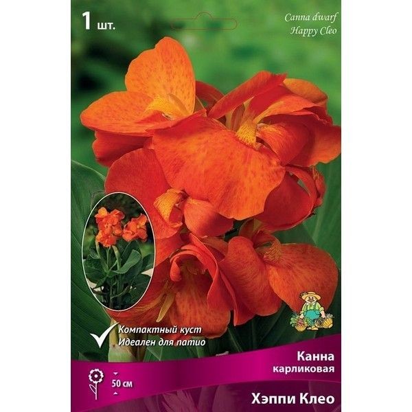 Калла Хэппи Клео луковица I