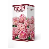 Пион травянистый Мисс Экхарт луковица 2-3