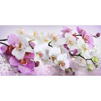 Фотообои DeliceDecor Орхидея Ф 005 300х150 см