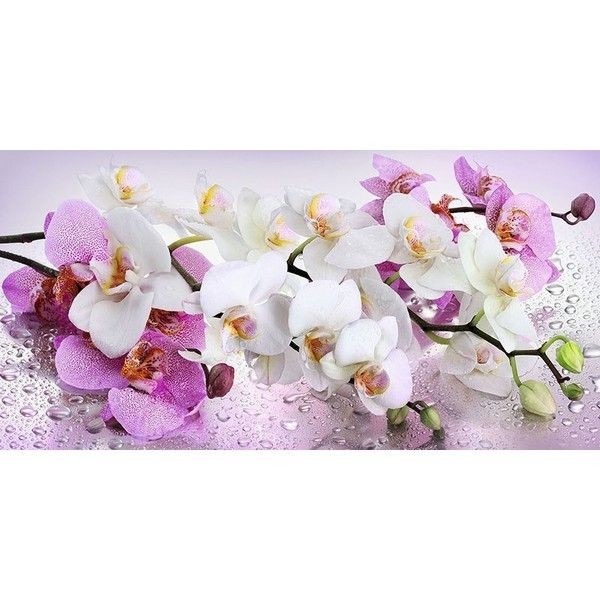 Фотообои DeliceDecor Орхидея Ф 005 300х150 см