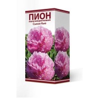 Пион травянистый Сьюзи Кью луковица 2-3