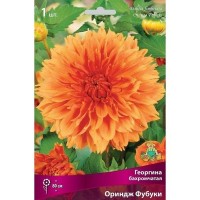 Георгина бахромчатая Ориндж Фубуки луковица I