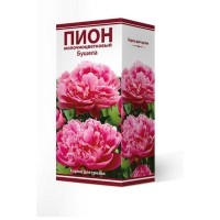Пион травянистый Бушела луковица 2-3