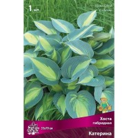 Хоста гибридная Катерина луковица I