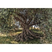 Фотообои «Оливковое дерево», бумажные, 368x254 см, 8-531